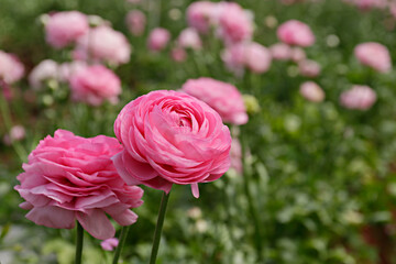 Fototapeta premium Close up shot of a beautiful blossoming ranunculus bud in the field. Persian buttercup flower farm at springtime blooming season. Copy space for text, colorful background.