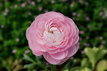 Close up shot of a beautiful blossoming ranunculus bud in the field. Persian buttercup flower farm at springtime blooming season. Copy space for text, colorful background.