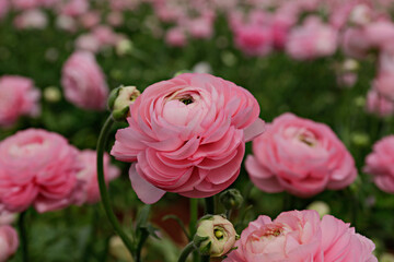 Close up shot of a beautiful blossoming ranunculus bud in the field. Persian buttercup flower farm at springtime blooming season. Copy space for text, colorful background.