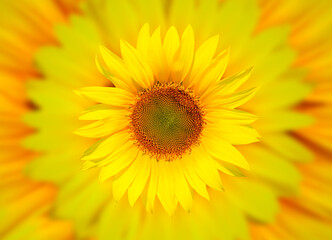 Yellow sunflower background with beautiful yellow sunflowers 