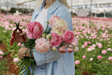 Close up shot of a woman at a you pick farm of beautiful blossoming ranunculus. Female picking...