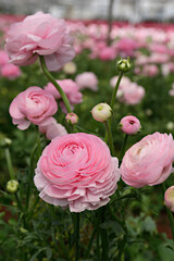 Close up shot of a beautiful blossoming ranunculus bud in the field. Persian buttercup flower farm at springtime blooming season. Copy space for text, colorful background.