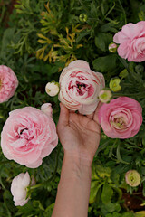 Close up shot of a woman at a you pick farm of beautiful blossoming ranunculus. Female picking persian buttercup flowers at springtime blooming season. Copy space for text, colorful background.