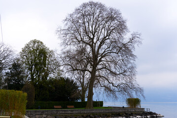Fototapeta premium Lakeshore with riviera at City of Vevey with beautiful tree and Lake Geneva on cloudy spring day. Photo taken April 4th, 2022, Montreux, Switzerland.