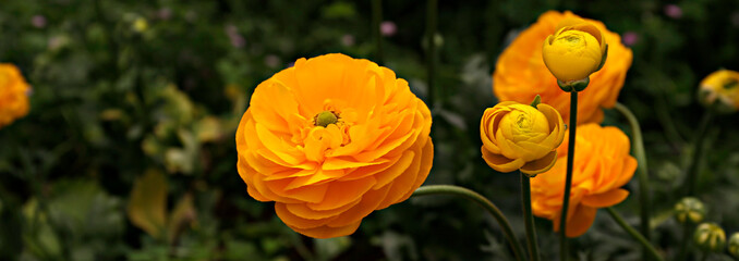 Close up shot of a beautiful blossoming ranunculus bud in the field. Persian buttercup flower farm at springtime blooming season. Copy space for text, colorful background.
