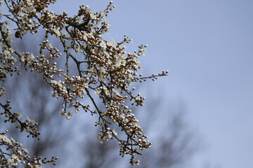 Zweige der Wildkirsche mit Knospen und weißen Blüten