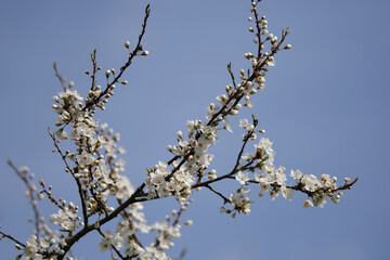 Zweige der Wildkirsche mit Knospen und weißen Blüten