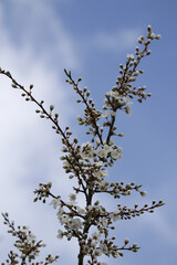 Zweige der Wildkirsche mit Knospen und weißen Blüten