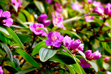 Purple flowers blooming in the natural environment.