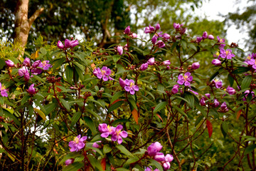 Purple flowers blooming in the natural environment.