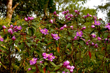 Fototapeta premium Purple flowers blooming in the natural environment.