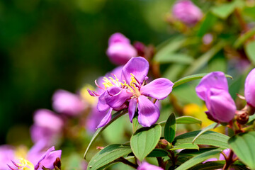 Purple flowers blooming in the natural environment.