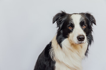 Cute puppy dog border collie with funny face isolated on white background. Cute pet dog. Pet animal life concept. Love for pets friendship companion