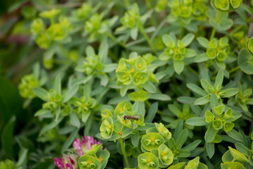 Pequeñas flores de Euphorbia