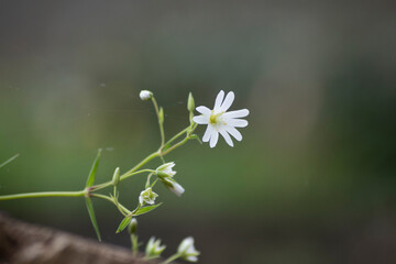 Flor silvestre blanca de largos pétalos