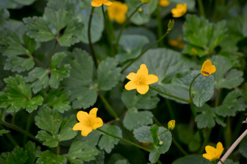 Flores amarillas silvestres