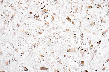 Fossils in travertine limestone slab abstract © Richard