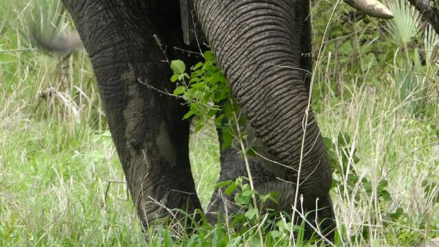 Elefant in freier Wildbahn