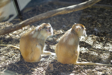 Animals in the zoo. Different animals in the zoo. The zoo opened in the spring