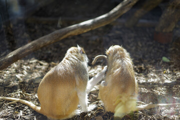 Animals in the zoo. Different animals in the zoo. The zoo opened in the spring