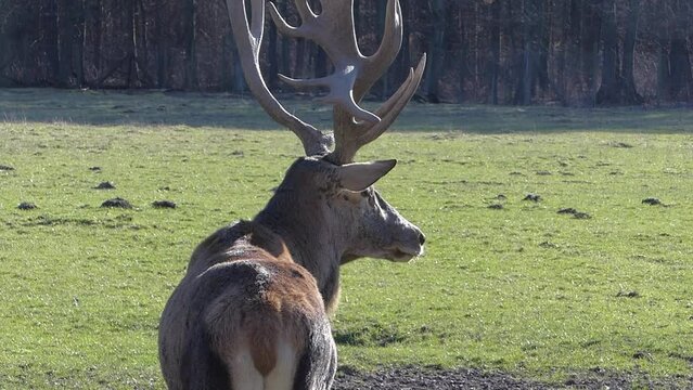 Hirsch auf einer Wiese