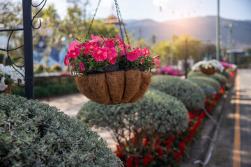 Hanging flower pot in flower garden.