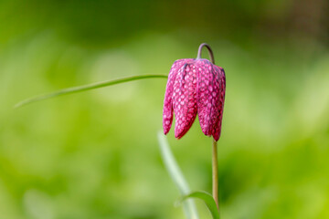 Soft selective focus of blooming Snake's head fritillary in the garden with green grass and sunlight as backdrop, Purple Fritillaria meleagris flowers, Natural floral background.