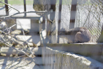 Animals in the zoo. Different animals in the zoo. The zoo opened in the spring