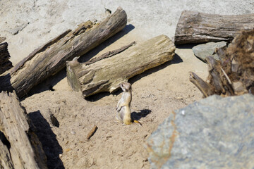 Animals in the zoo. Different animals in the zoo. The zoo opened in the spring