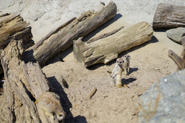 Animals in the zoo. Different animals in the zoo. The zoo opened in the spring