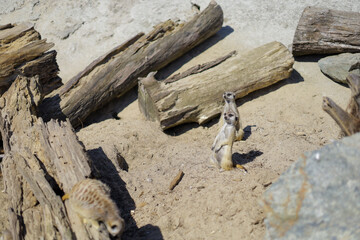 Animals in the zoo. Different animals in the zoo. The zoo opened in the spring