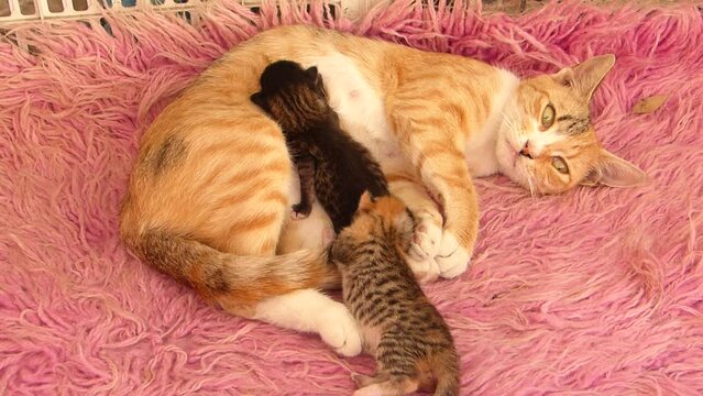 Katze mit Jungen