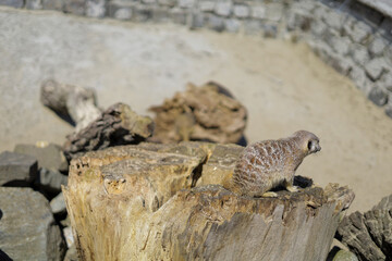 Animals in the zoo. Different animals in the zoo. The zoo opened in the spring