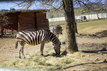 Animals in the zoo. Different animals in the zoo. The zoo opened in the spring