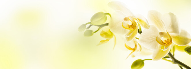 closeup of a beautiful white orchid flower on abstract yellow background with copy space, floral concept for spirit of purity and elegance in nature for greeting card - obrazy, fototapety, plakaty