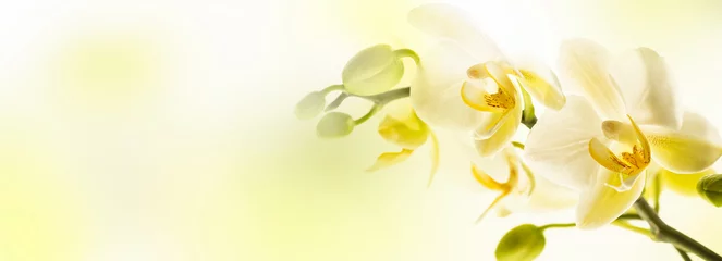 Foto auf Acrylglas closeup of a beautiful white orchid flower on abstract yellow background with copy space, floral concept for spirit of purity and elegance in nature for greeting card © winyu