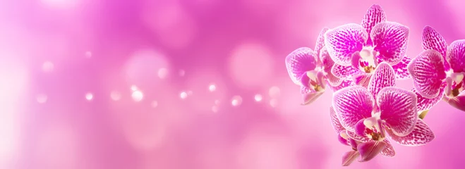 Fototapeten beautiful isolated pink orchid flower at the edge of blurred background with copy space, floral graphical concept for greeting card for holiday season © winyu