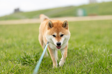 歩いてくる柴犬