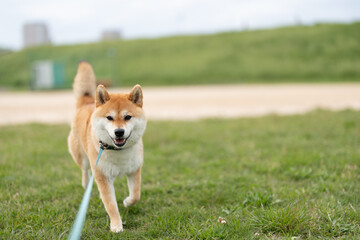 歩いてくる柴犬