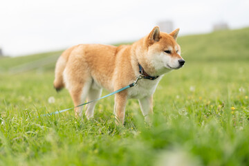 草原に立つ柴犬