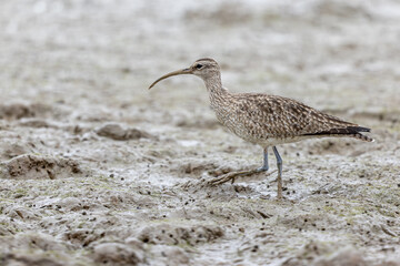 Whimbrel (Numenius phaeopus) seeking food at mudflat