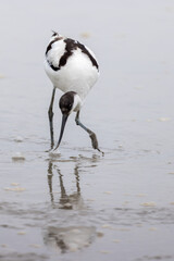 Pied Avocet (Recurvirostra avosetta)  seeking food on mudflat