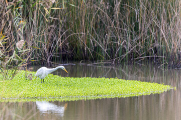 Great Egret (Ardea alba) seeking food at wetland