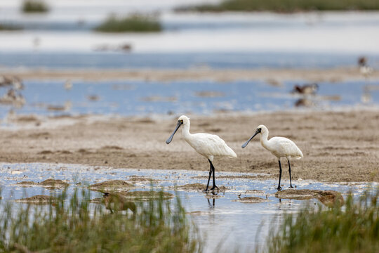 Black-faced Spoonbill (Platalea minor)  standing in water