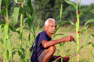 photo of An Indian Aged man Farmer looking at the camera in a corn field, india