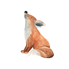 Sitting baby fox. Illustration isolated on white background. Watercolor hand drawn illustration. Good for posters, baby clothes and t-shirt prints, stickers, cards, scrapbooking.