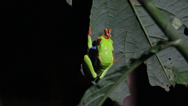 Rotaugenlaubfrosch bei nacht