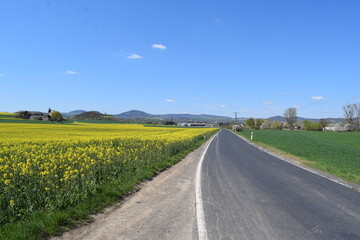 schmale Landstraße in der Eifel während des Frühlings mit gelben FEldern