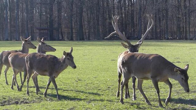 Rotwild auf einer Wiese
