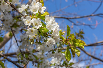 White flowers of the cherry blossoms on a spring day